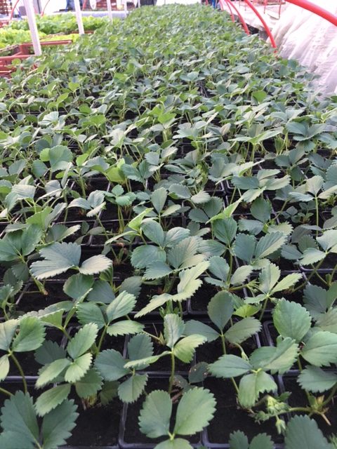 plantdefraise